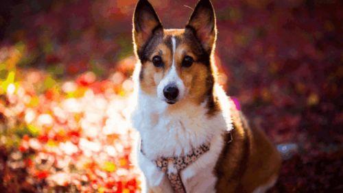 狗 2025,狗的智慧与人类生活的和谐共生