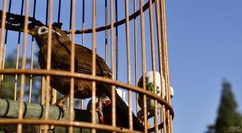 笼中雀,探寻自由与束缚的哲学寓言